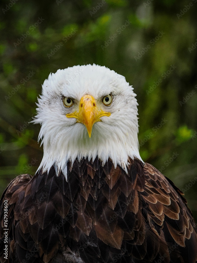 Obraz premium Closeup of a bald eagle perched on a tree