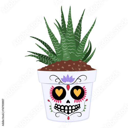 Haworthia in flowerpots calaca skull. Mexican skull flowerpot isolated on white background