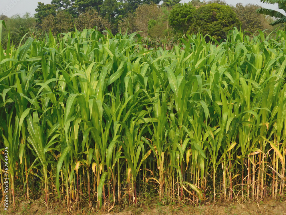 Fototapeta premium Agriculture industry concept, Selective focus of green young corn trees in the field with green leaves, Fully grown maize plants in plantation on countryside.