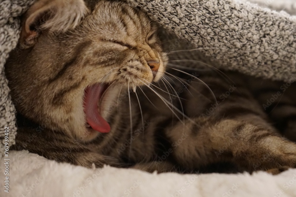 Portrait of an adorable yawning tabby cat under a blanket.