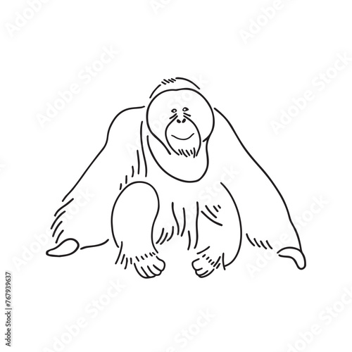 Vector of an orangutan sketch
