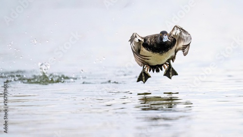 Canvasback bird gliding over a body of water photo