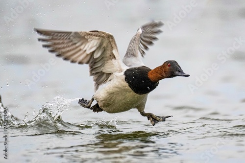 Canvasback duck gliding gracefully across a tranquil body of water, its wings outstretched photo