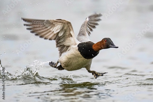 Slika na platnu Canvasback duck gliding gracefully across a tranquil body of water, its wings ou