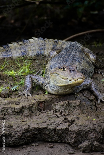 Closeup of an adult caiman sitting on the sludgy riverbank