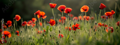 Field of Red Poppies