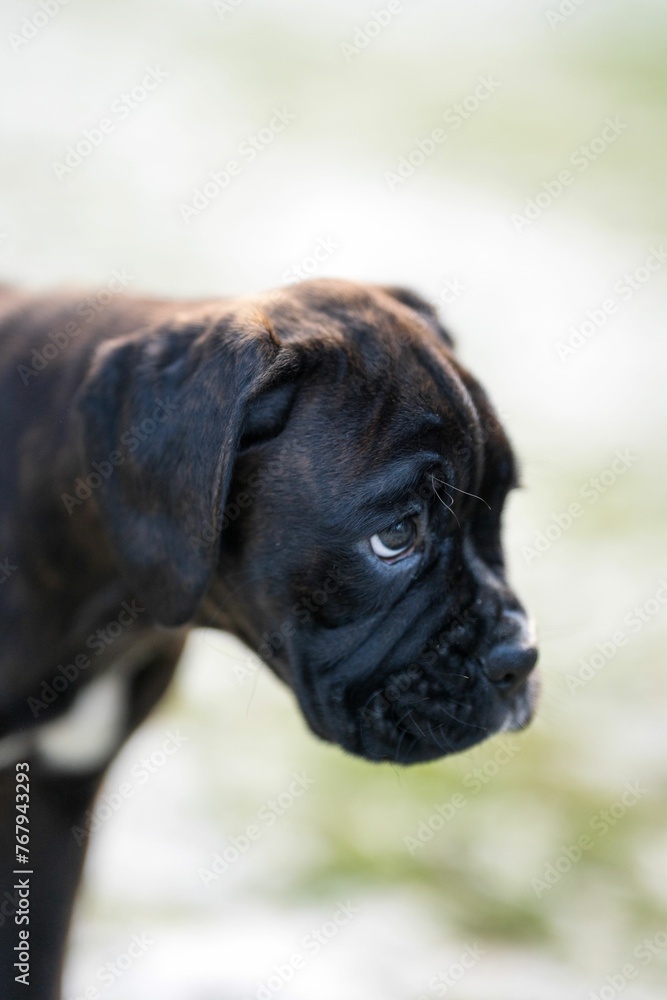 Closeup shot of a cute dark brown boxer puppy with sad eyes.