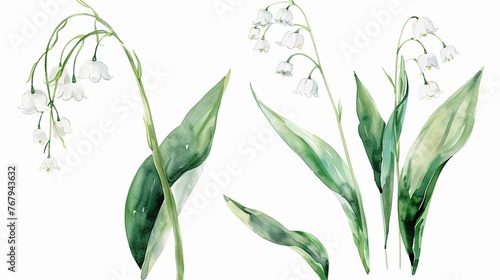 Watercolor lily of the valley clipart with small white bellshaped flowers ,4k photo