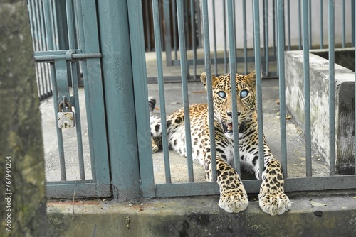 Spotted leopard with blue eyes behind a metallic fence in a zoo habitat