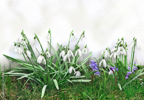 White snowdrops and blue flowers ( Scilla bifolia ) in grass on a light background with space for text
