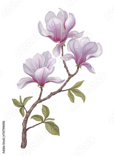 Hand painted acrylic illustration of magnolia flower. Perfect for poster, home textile, packaging design, stationery, wedding invitations and other prints (ID: 767946416)