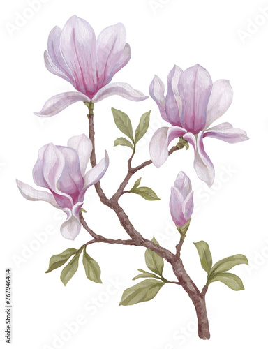 Hand painted acrylic illustration of magnolia flower. Perfect for poster, home textile, packaging design, stationery, wedding invitations and other prints (ID: 767946434)