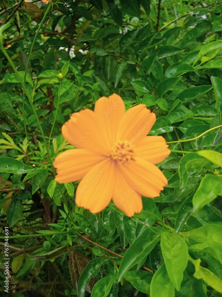 orange flower in the garden orange flower in the garden