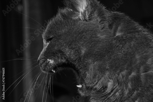 Grayscale shot of a cat appearing to snarl and hiss at something unseen on the floor photo