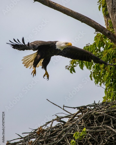 Majestic bald eagle flying over the lush green trees photo