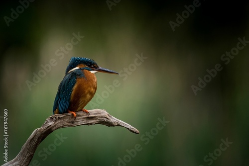 Brightly colored kingfisher perched on a barren tree branch in its natural habitat