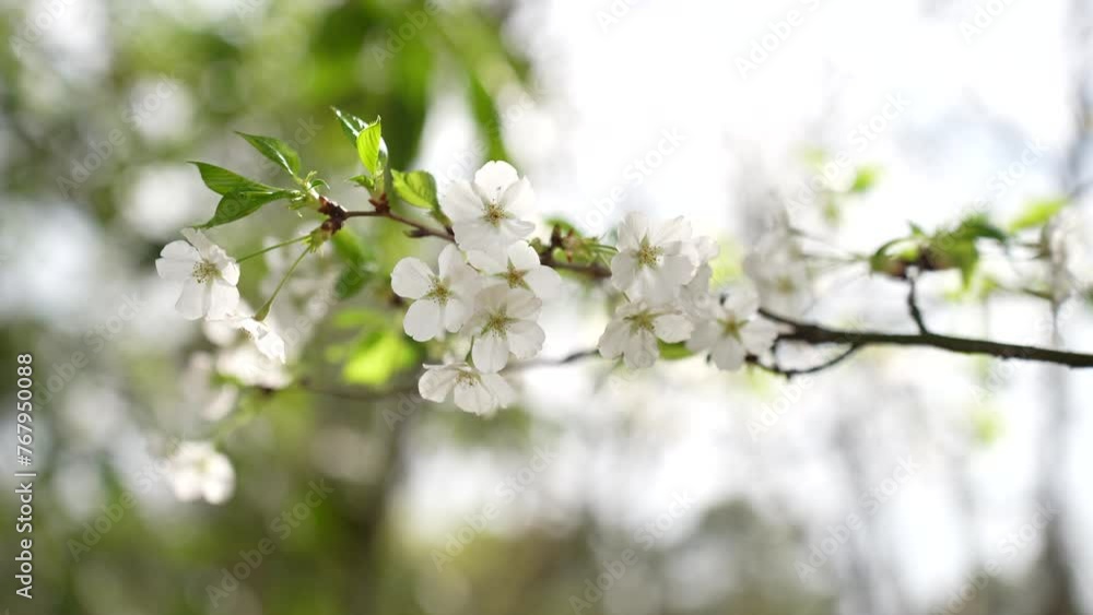 A branch of blooming cherry blossom flower in breeze A branch of blooming cherry blossom flower in breeze