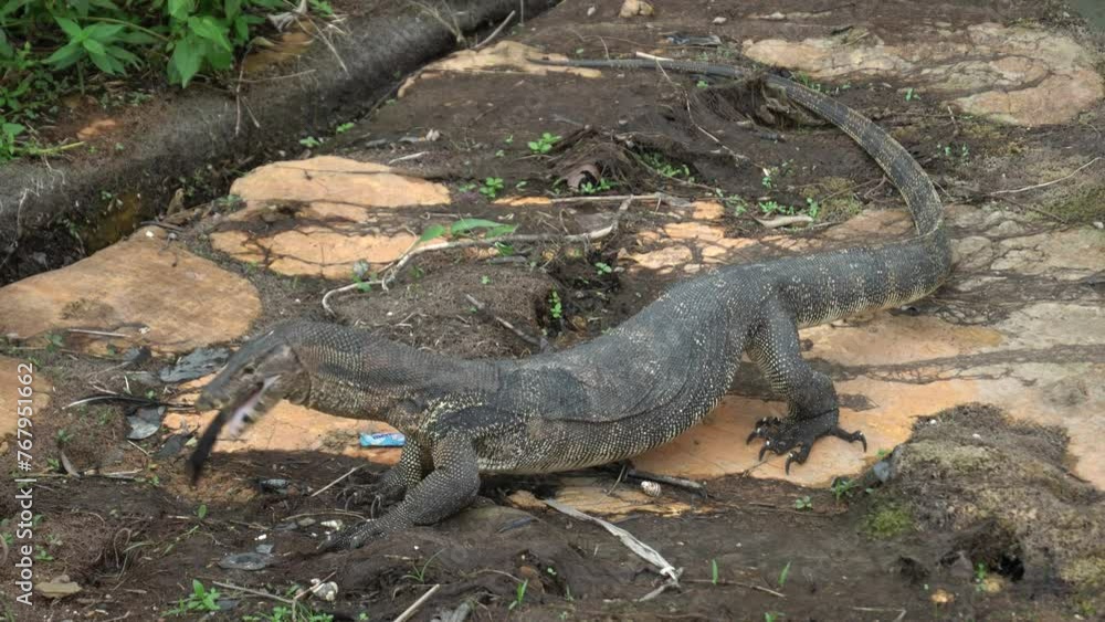 A malayan water monitor eating a bird A malayan water monitor eating a bird