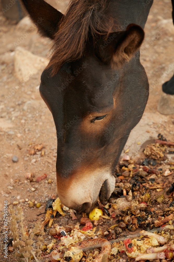 Fototapeta premium Closeup view of brown horse grazing in a meadow