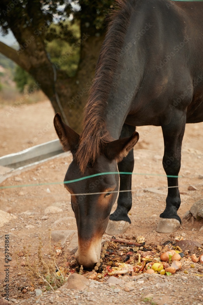 Obraz premium Brown horse grazing in a meadow
