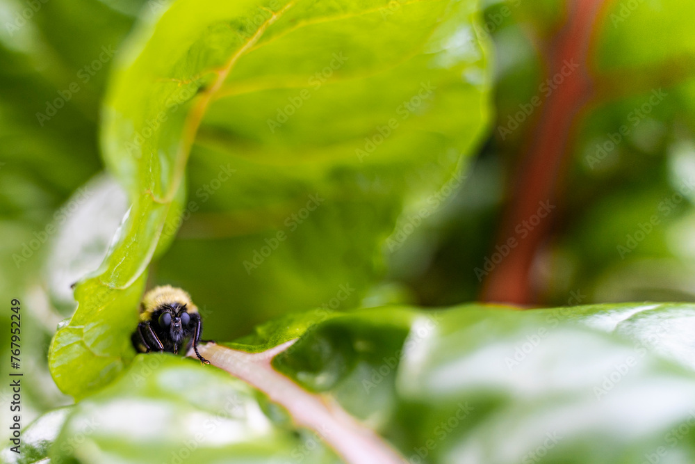 Fototapeta premium Bee