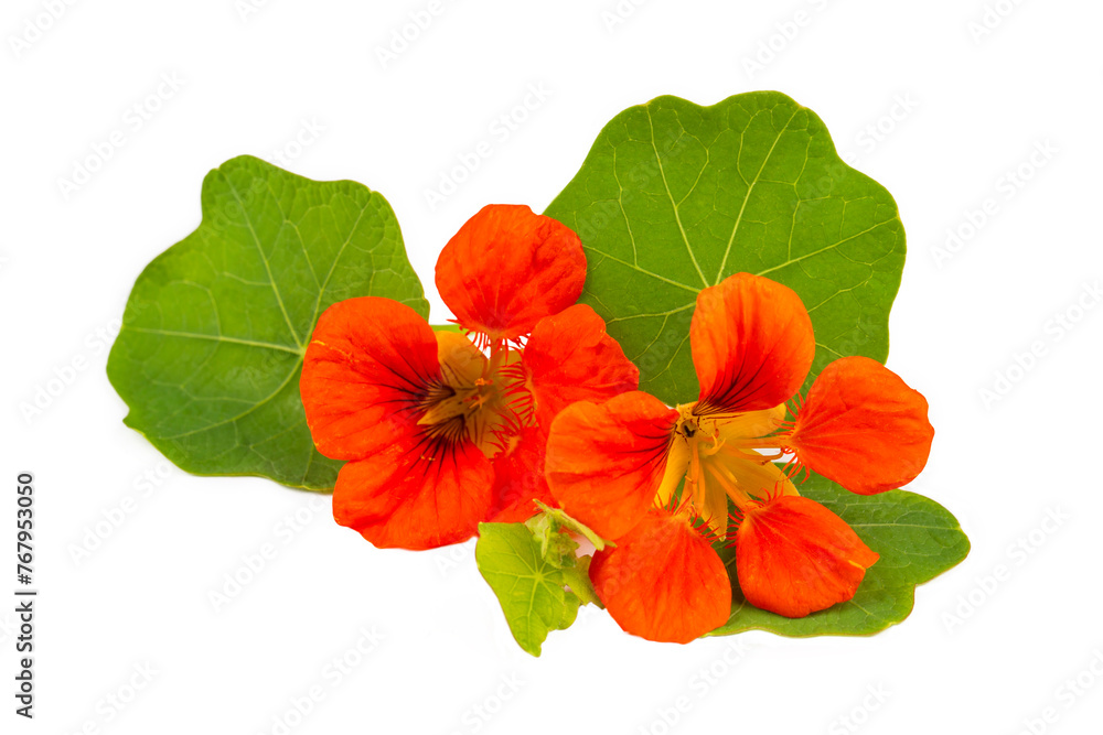 Tropaeolum majus flower on the white background Tropaeolum majus flower on the white background