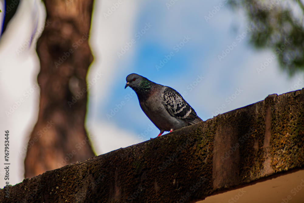 Obraz premium Animal