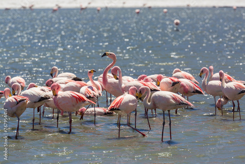 Flamingo in Bolivia © Galyna Andrushko