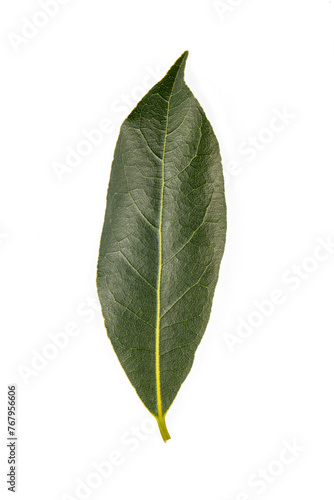 Fresh green daphne leaves - leaf on the white background