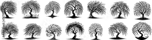 eeping willow trees decorative graphic in black vector © Malgo