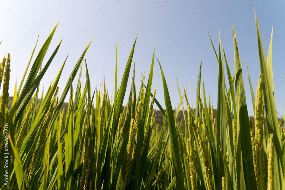 Fototapeta premium View of the rice field in the rural area