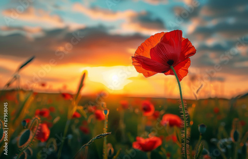 Red poppy flower close up in the field at sunset