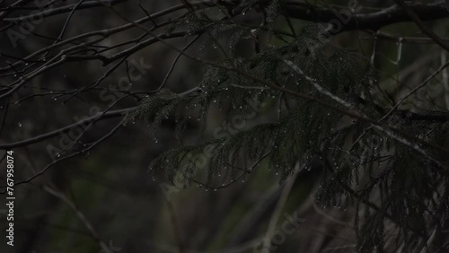 フルHD240pスーパースロー映像：雨水が当たっている枝 photo