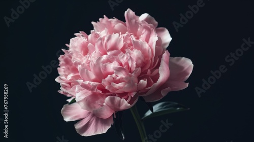 Close-up of a blooming pink peony against a dark background, highlighting its delicate petals.