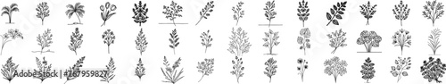 wild flowers and herbs hand-drawn thin line minimalist floral designs black vector laser cutting engraving photo