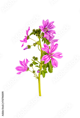 Malva sylvestris in front o...