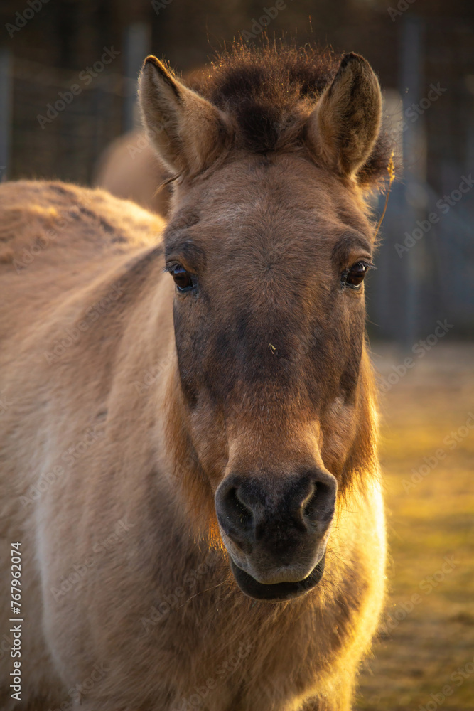 Przewalski horse or Dzungarian horse at zoo. Przewalski horse or Dzungarian horse at zoo.