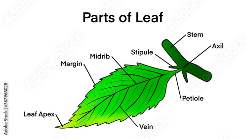 Basic leaf parts, external structure infographics, Leaf anatomy, Structure of a leaf, educational school