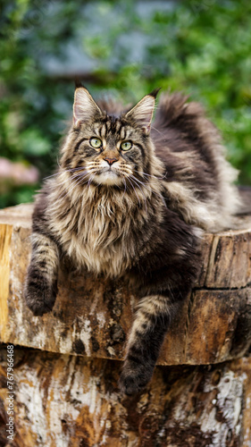 A large outdoors portrait of a sitting calm and serious furry Maine Coon.Maine coon cat sitting on a tree in forest, park on summer sunny day.A big cat.