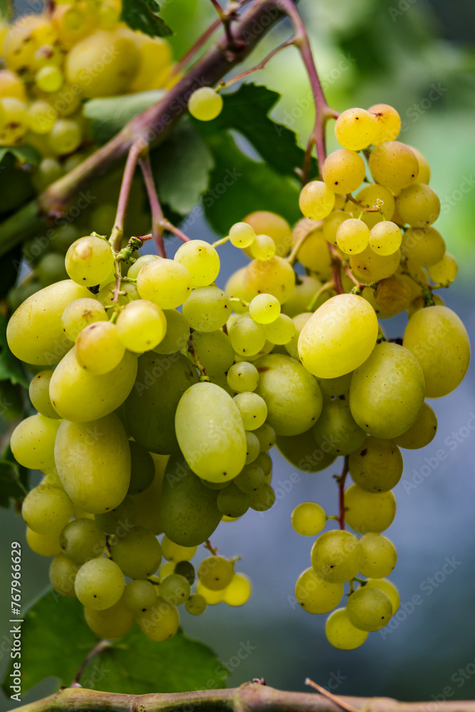 White wine grapes in vineyard on day time.Ripe green grape in vineyard.Green grape on the vine in garden. White wine grapes in vineyard on day time.Ripe green grape in vineyard.Green grape on the vine in garden.