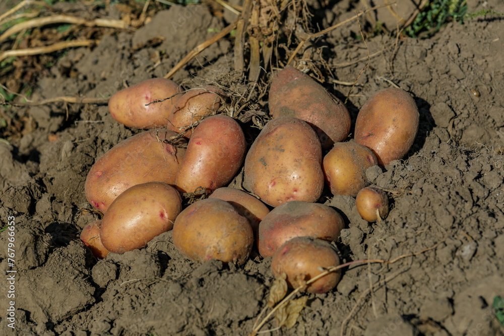 Pile of ripe potatoes on ground in field.Fresh Potato in the busket.Agriculture concept photo. Pile of ripe potatoes on ground in field.Fresh Potato in the busket.Agriculture concept photo.