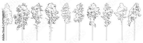 Contour of tall coniferous trees, set of beautiful pine trees. Vector illustration.