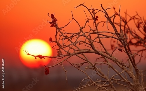 Dry thorny bushes against the backdrop of a red sunset and the sun