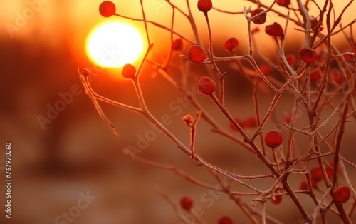 Dry thorny bushes against the backdrop of a red sunset and the sun