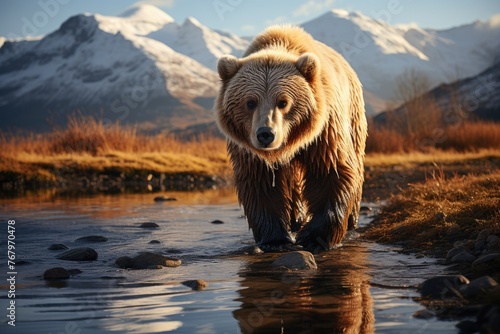 Majestic Kodiak Bear Exploring his habitat., generative IA photo