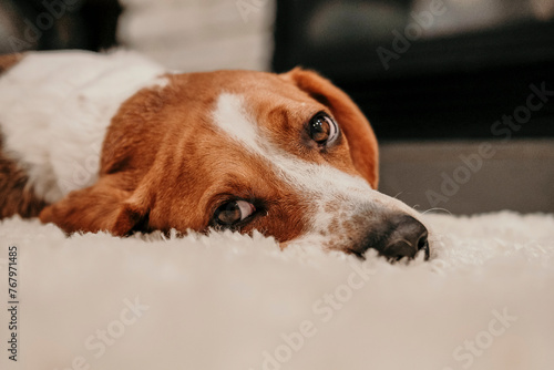 portrait of a dog