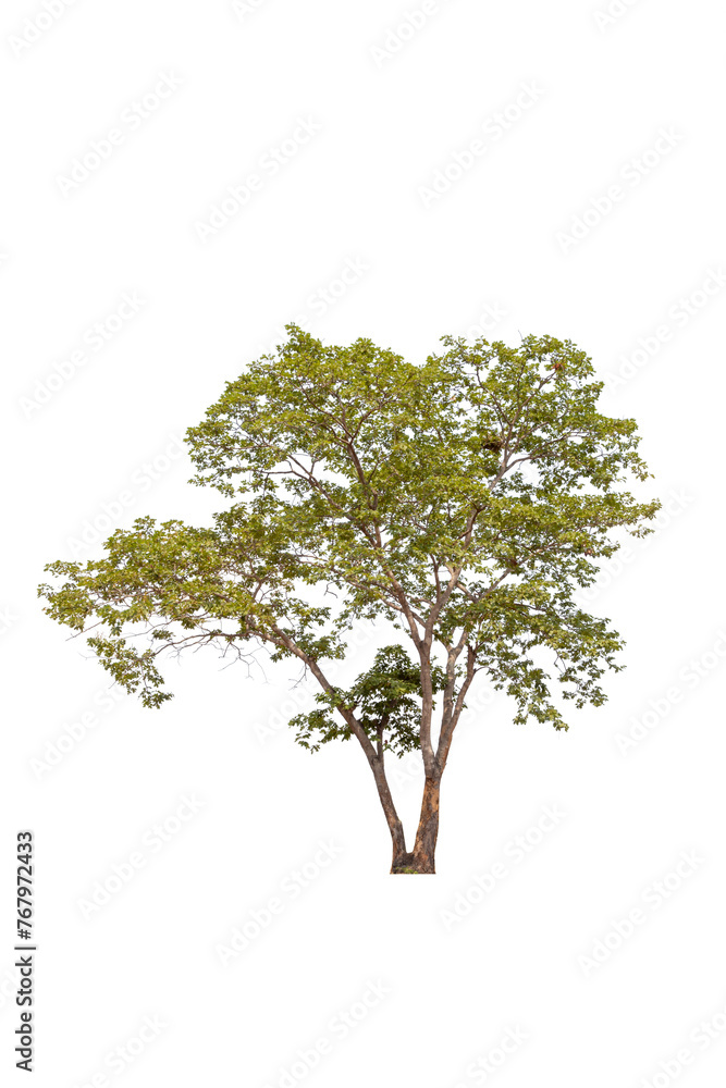 Obraz premium Trees no background for design
