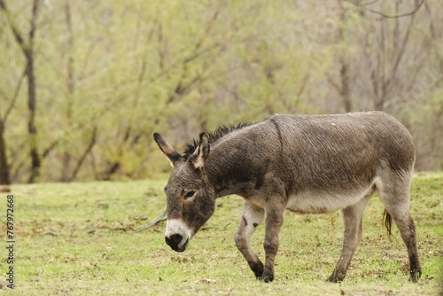 Mini donkey with wet fur  walking through rain weather in Texas farm field.