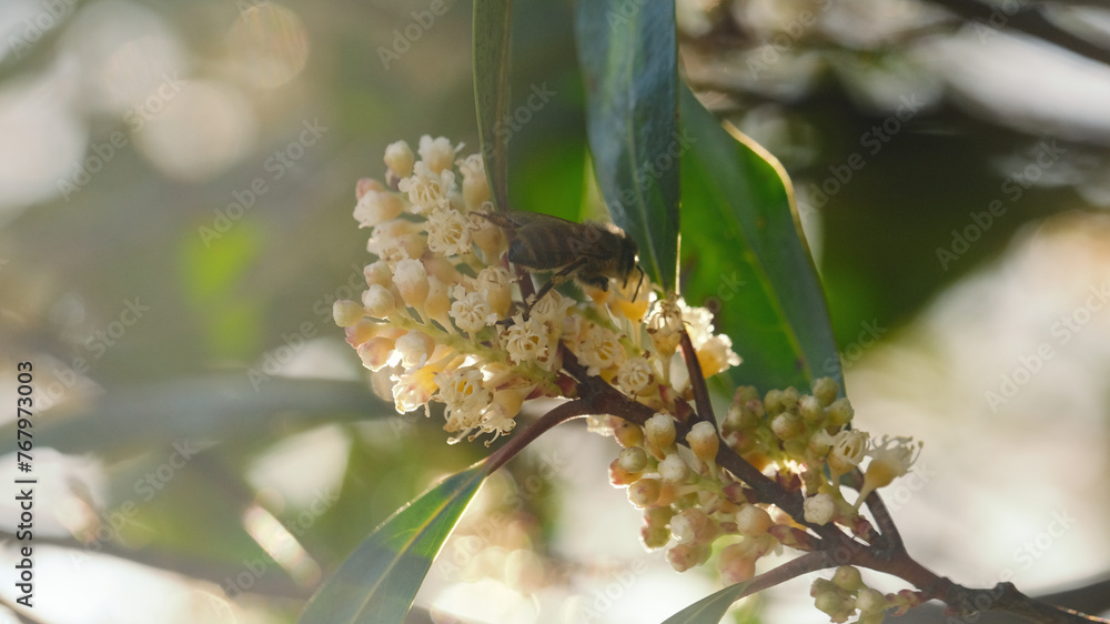 Cherry laurel bloom closeup during spring season in Texas landscaping. Cherry laurel bloom closeup during spring season in Texas landscaping.