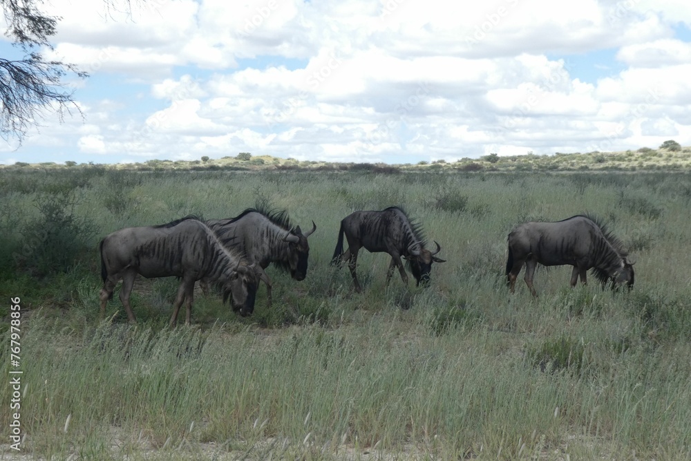 Large herd of wildebeest is pictured in a vibrant green field amongst a backdrop of shrubbery
